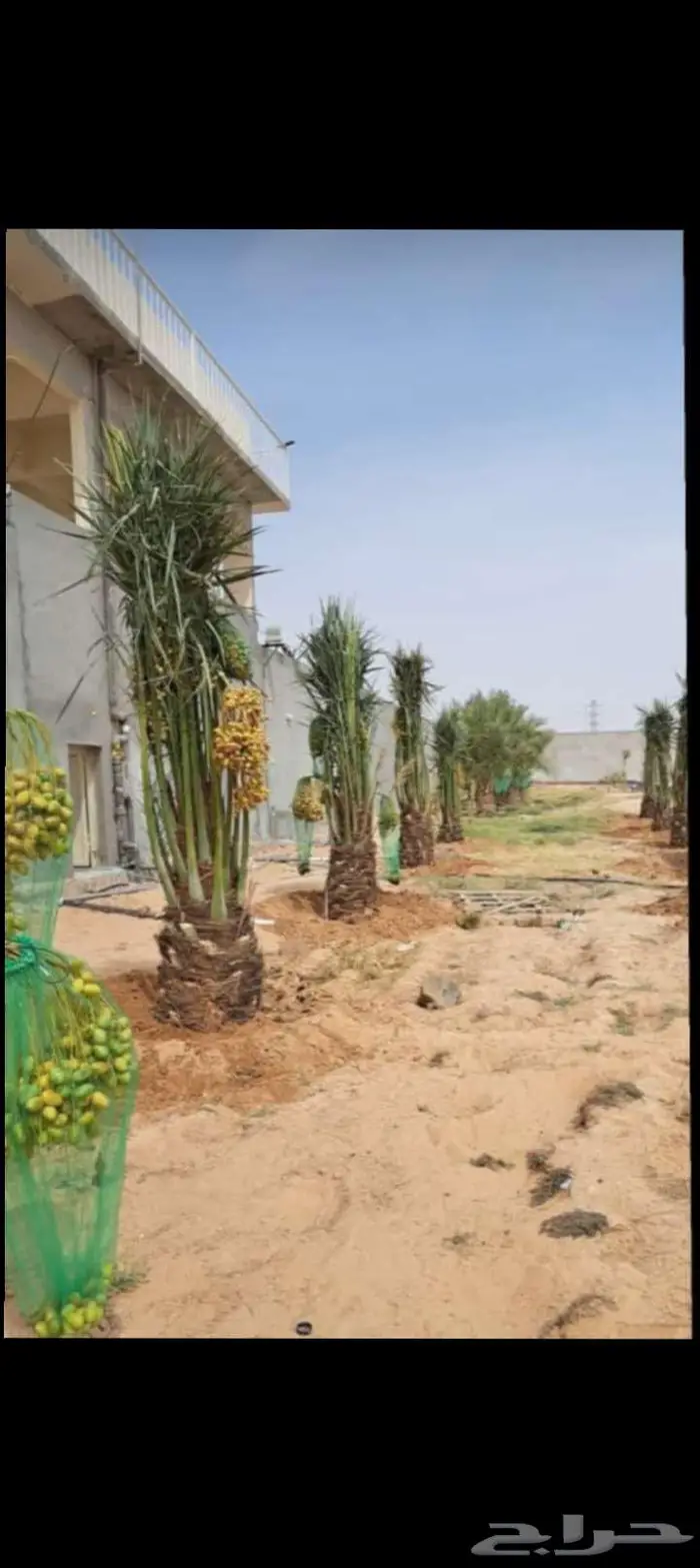 نخل للبيع خلاص مثمره وسكري وبرحي وواشنطن وثيل C2000 3