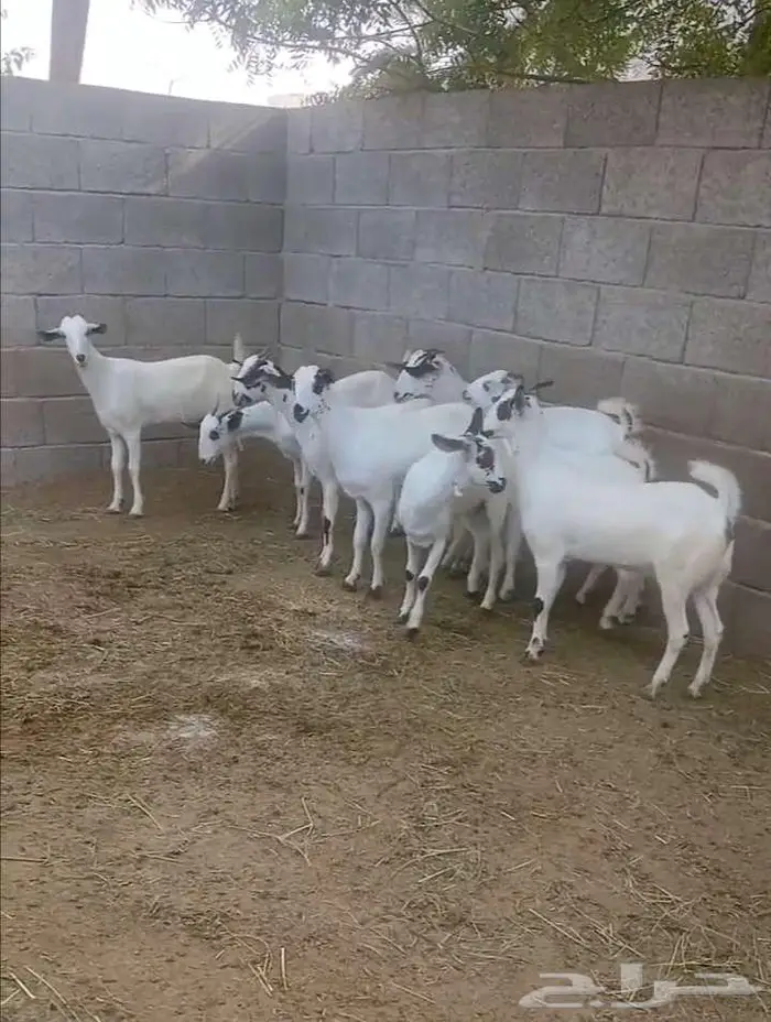 جفار بيشية أصيلة 0