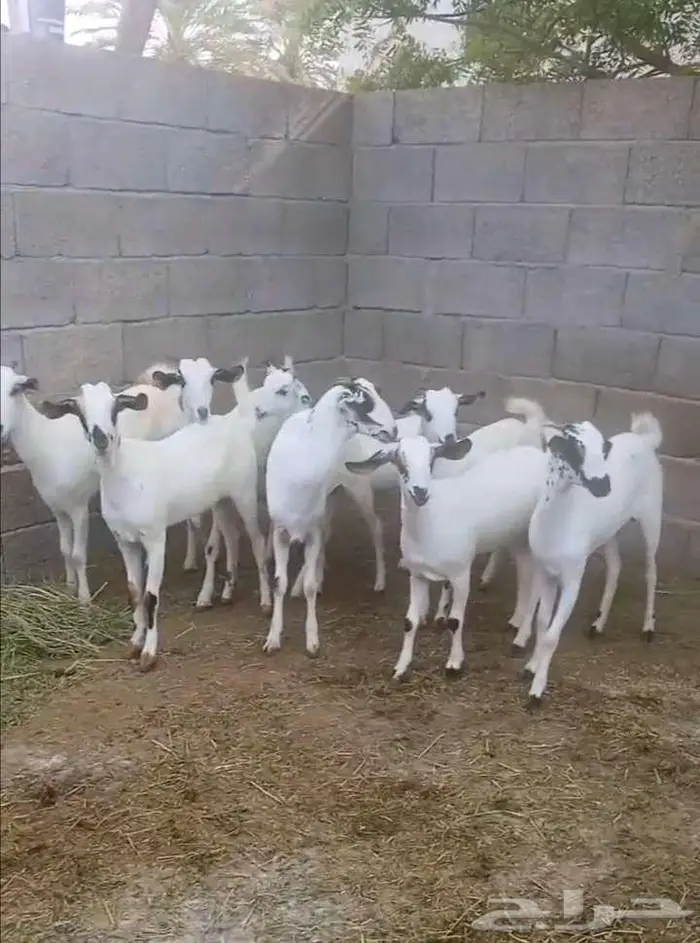 جفار بيشية أصيلة 2