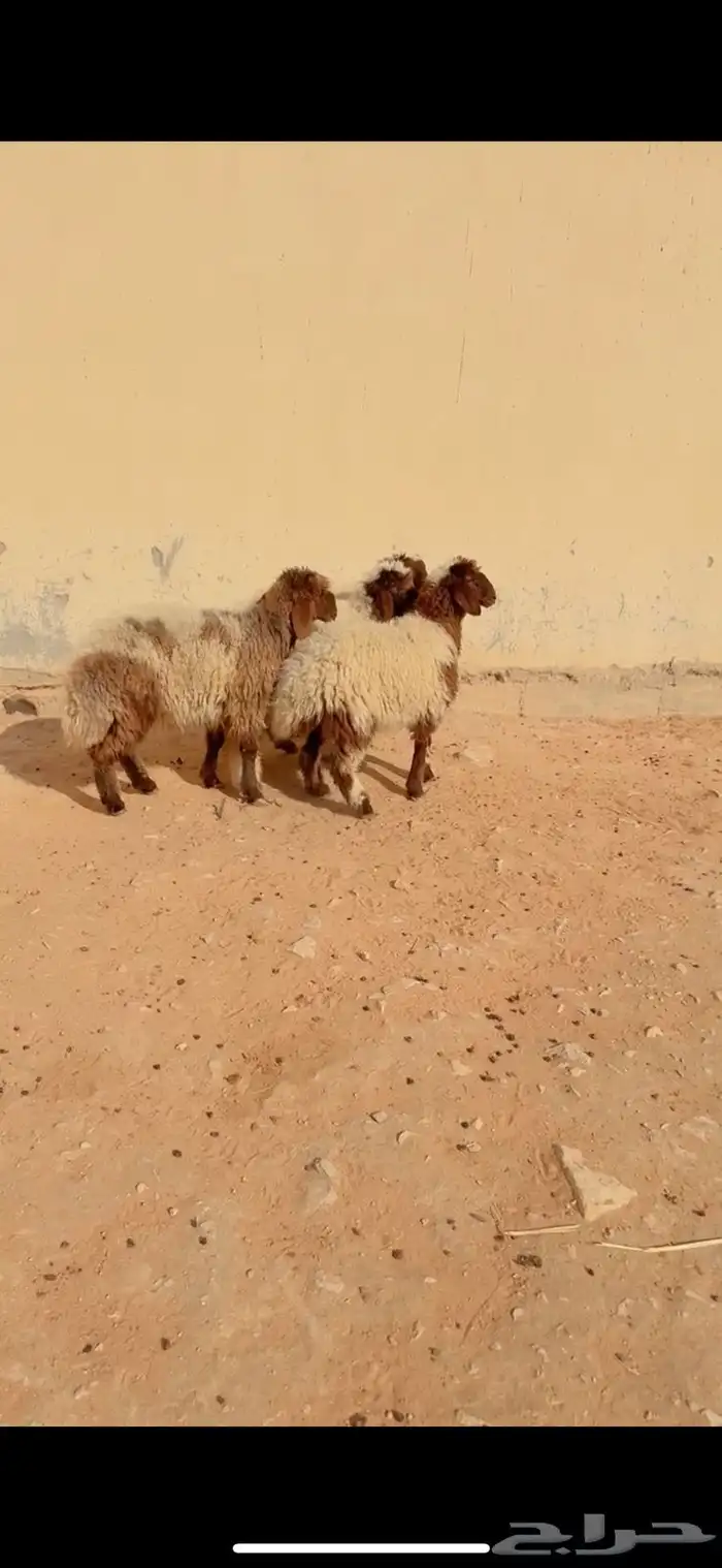 ذبيح نعيم الريآض حي الشفآء آي مكان نوصل فيه ذبح باقي ثلاثة 0