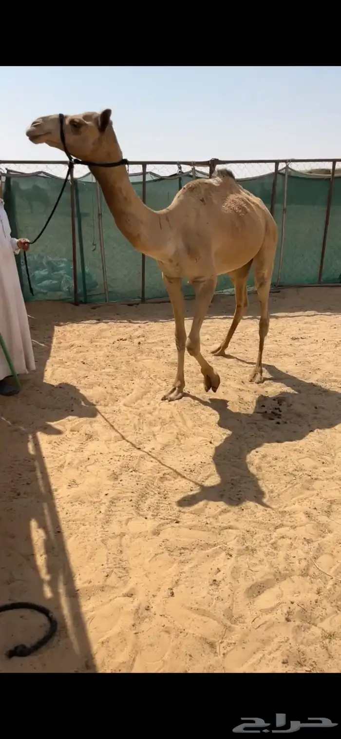 هجن 0