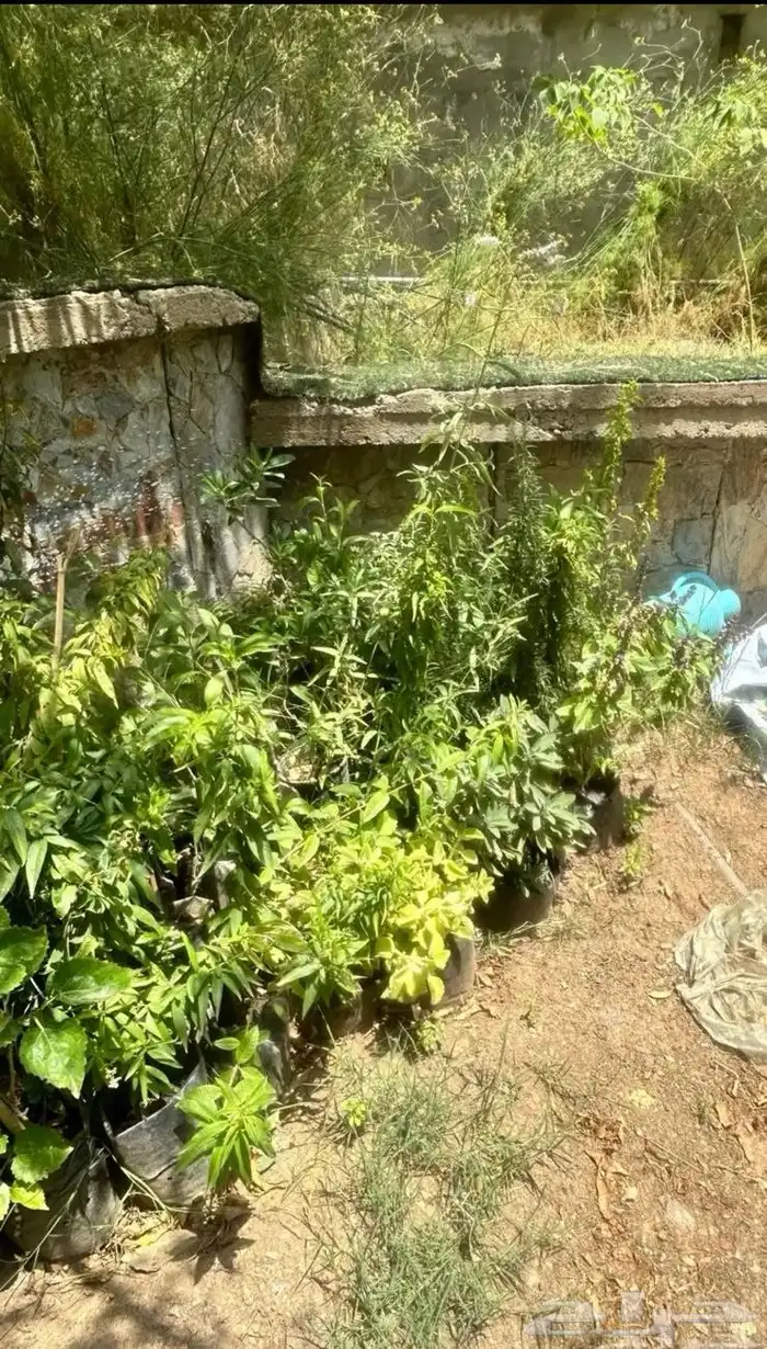 شتلات للبيع بالجمله كميه 2