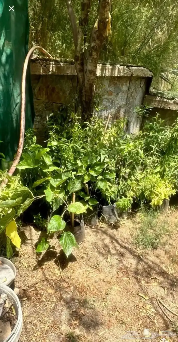 شتلات للبيع بالجمله كميه 1