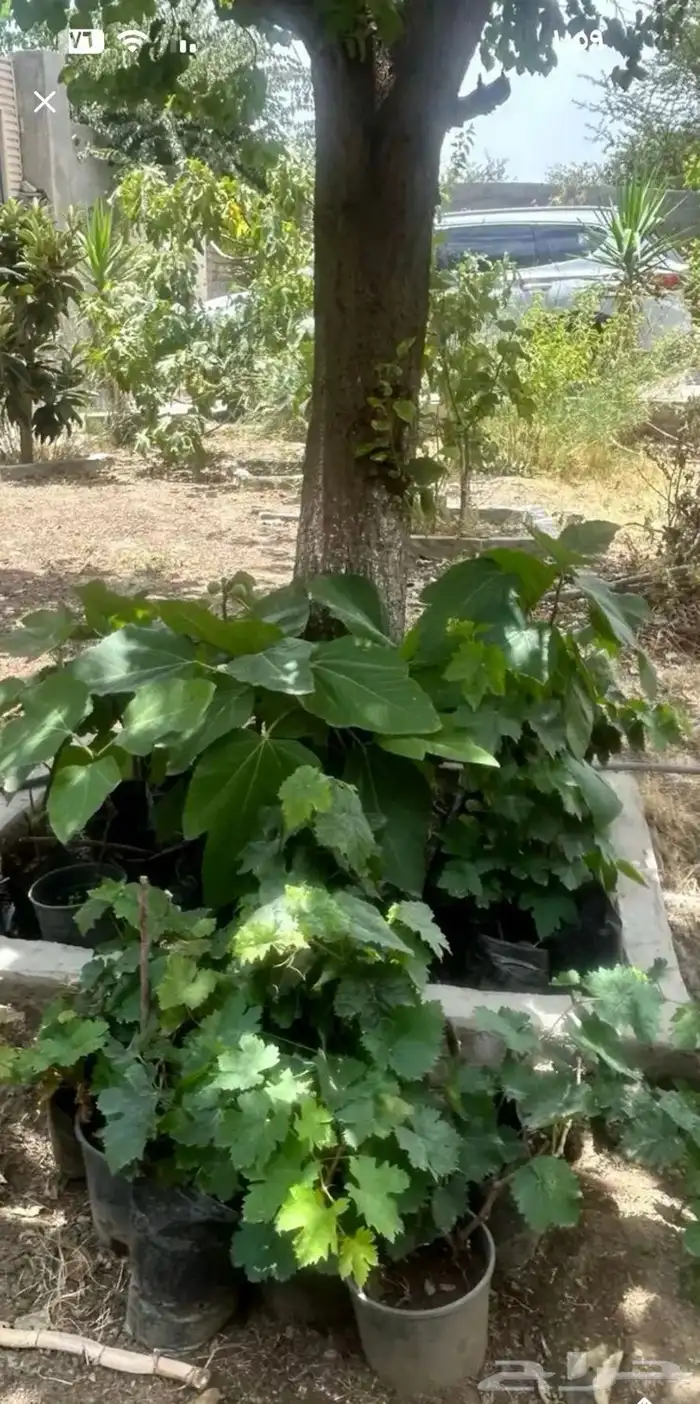 شتلات للبيع بالجمله كميه 4