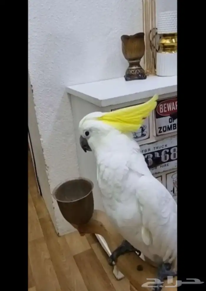 كوكاتو اليفه و متكلمه 1