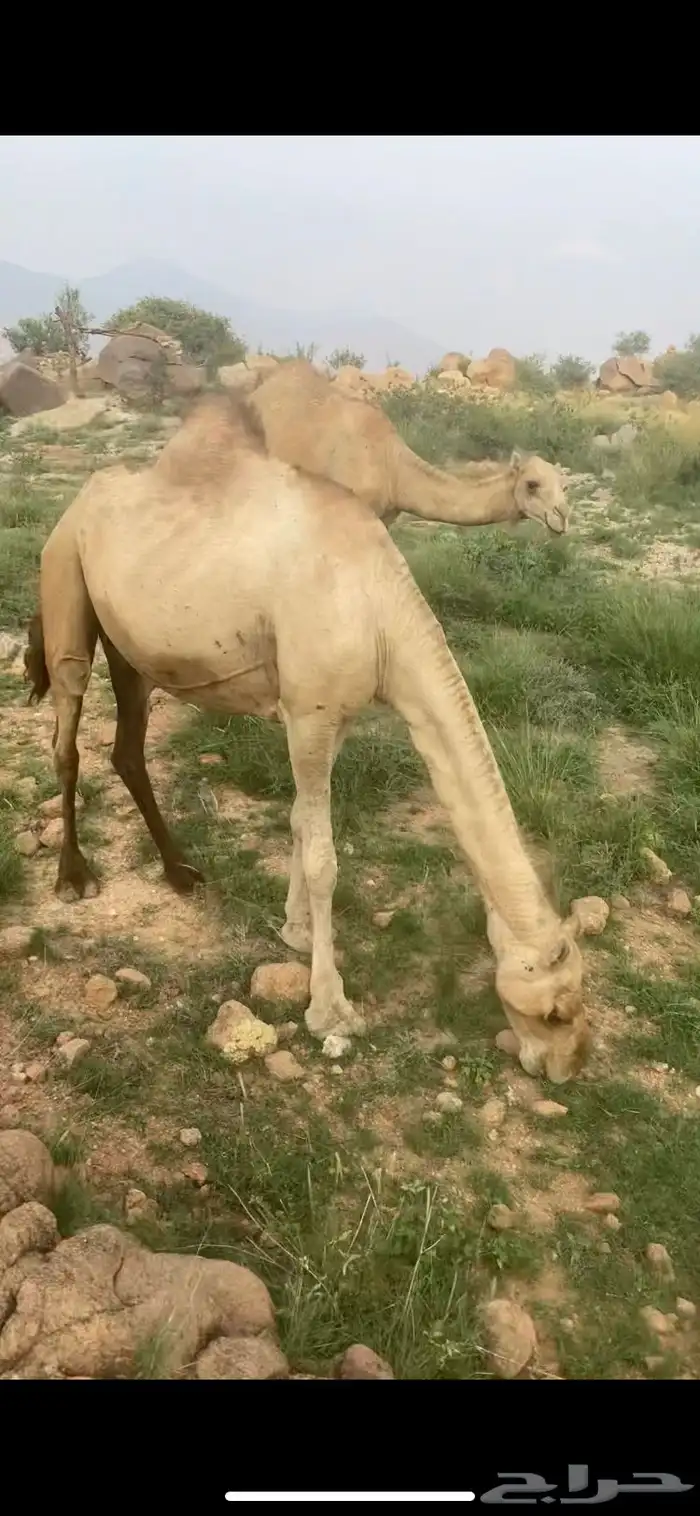 ابل نياق جنب للبيع 2