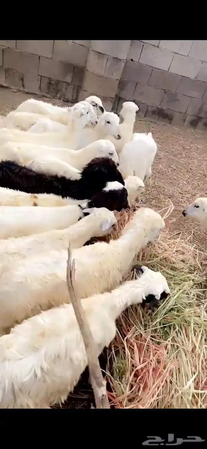 رخال تربيه 2