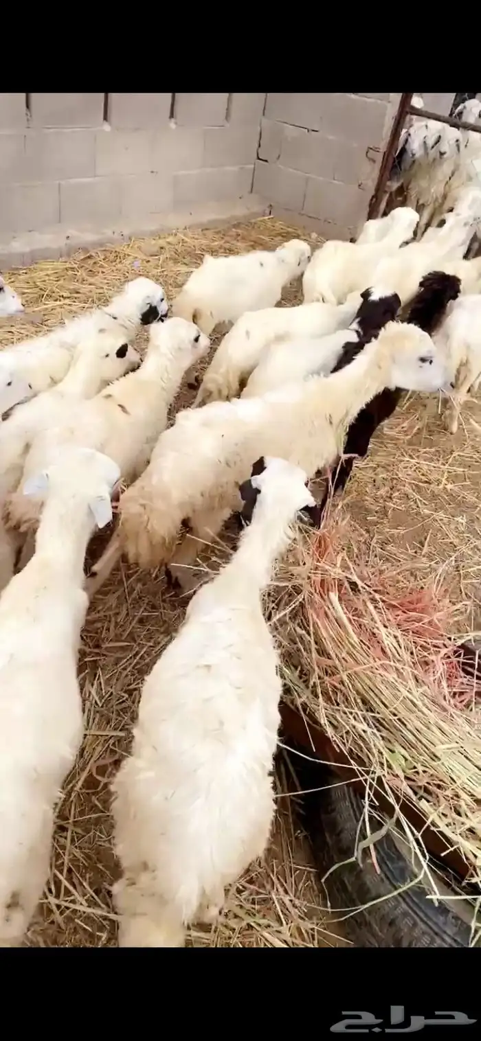 رخال تربيه 3