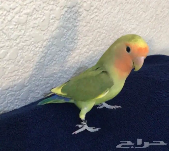 روز اليف 2