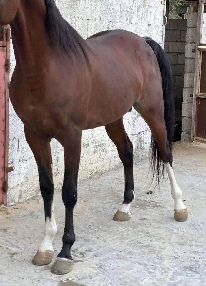خلطات شعبيه علاجيه للخيل 6