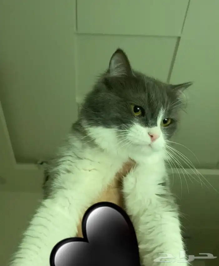 قط اليف ولعوب للبيع 5