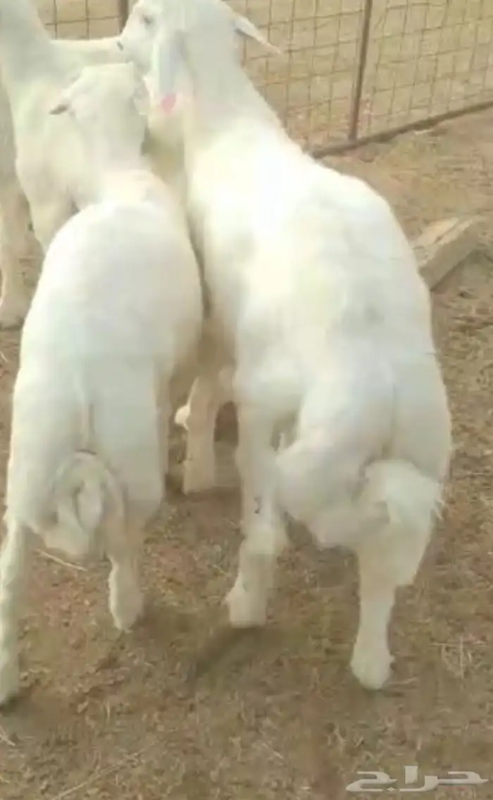 طليان اثنين للبيع 0
