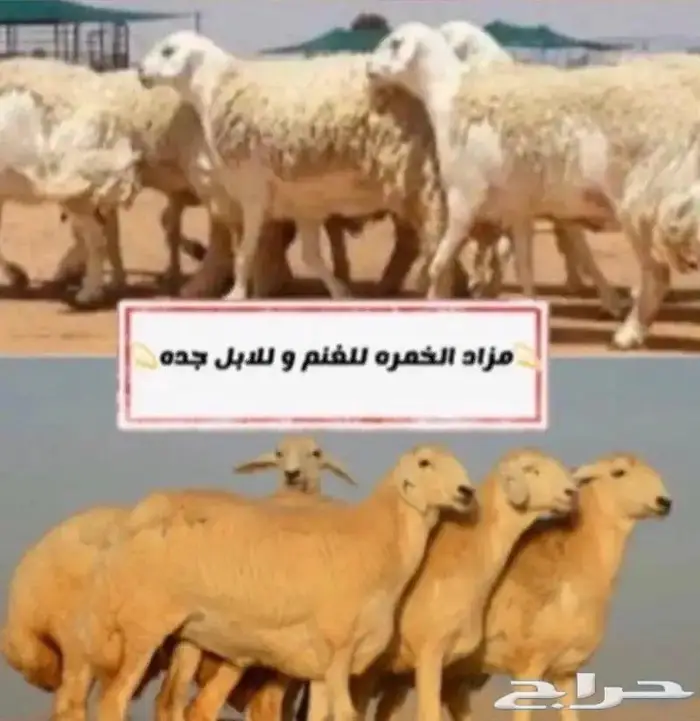يمرحبا ب الجميع 0