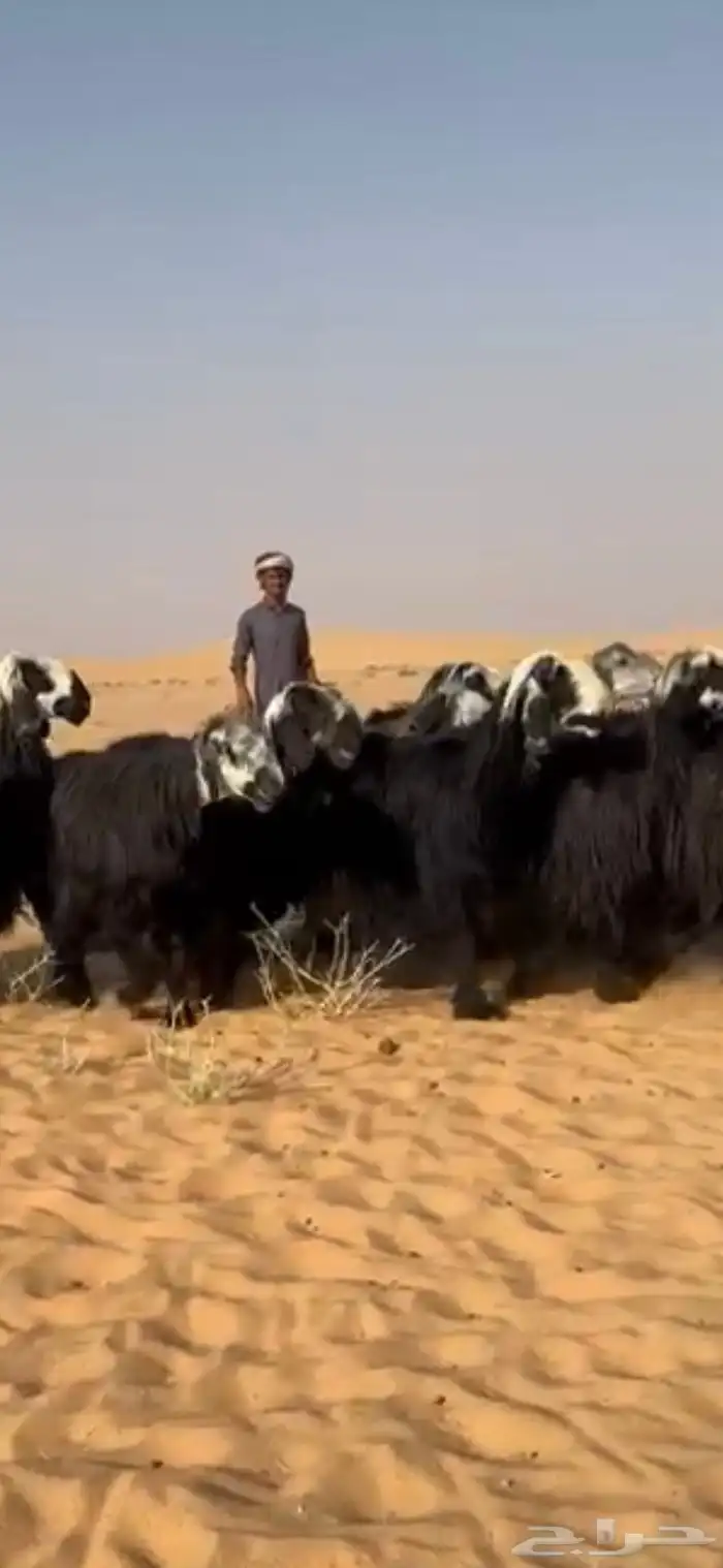 غنم دغم صنف 1