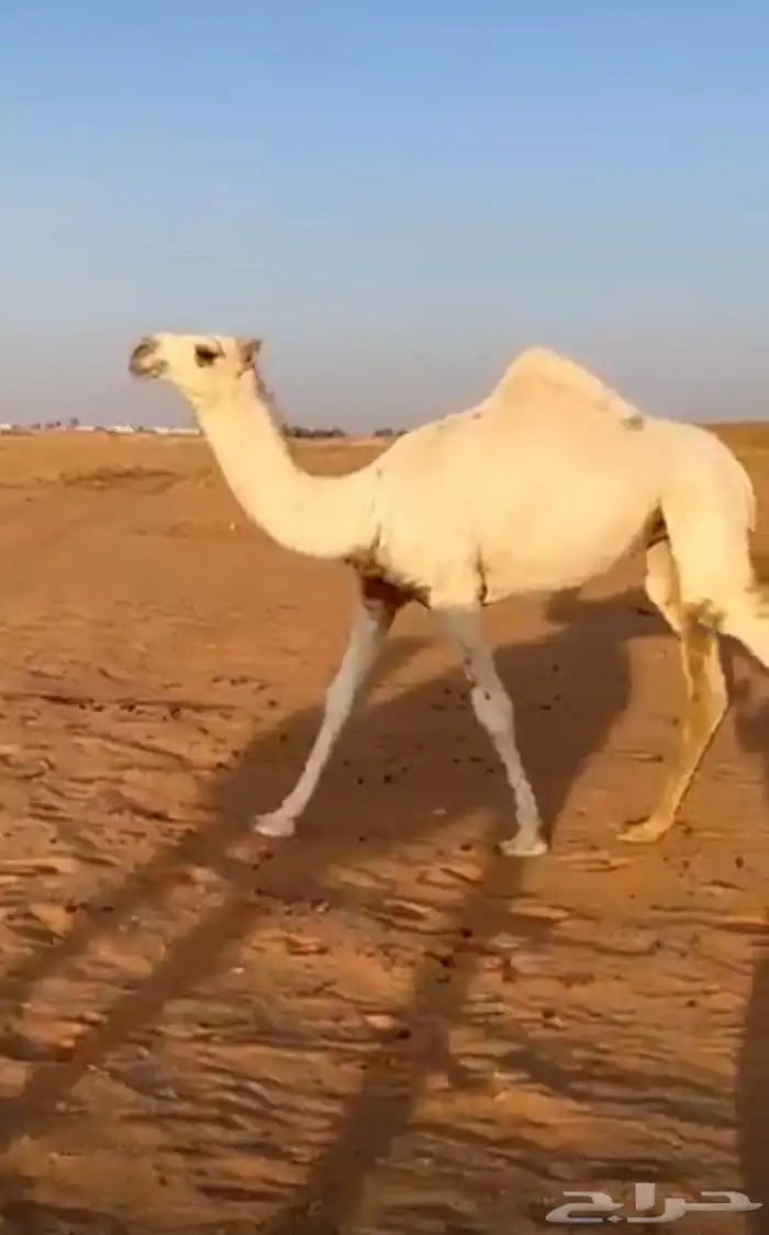 بكار وضحا وشقحا ابوهن رمان ولد رمان ابن قريع 1
