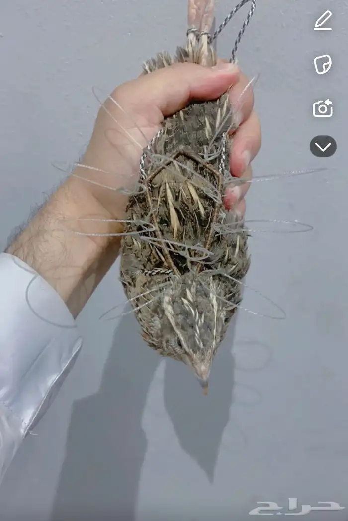 شبوك لصيد الصقور 0