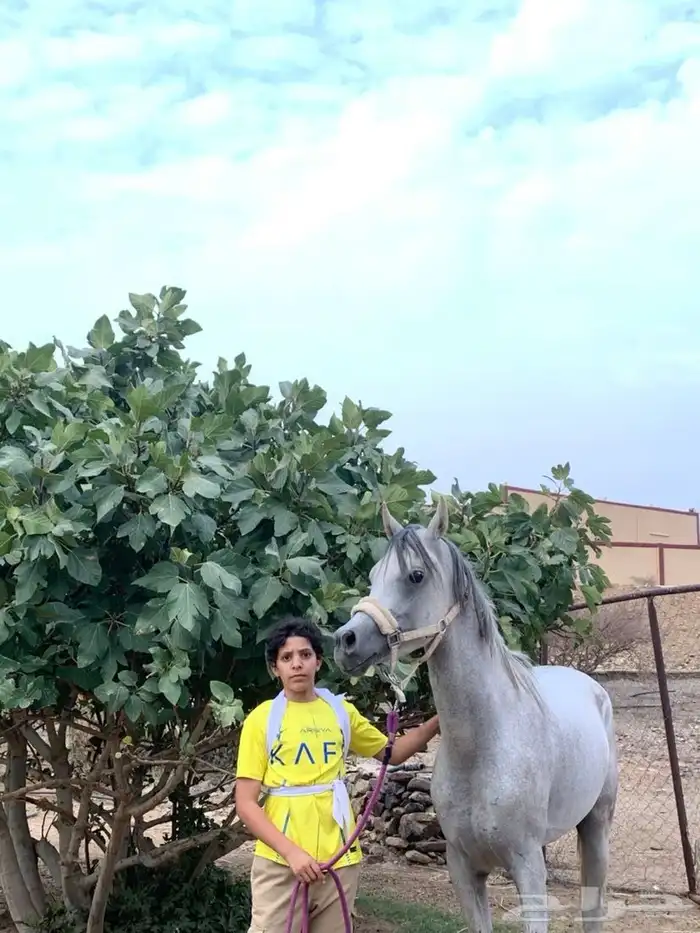 الحصان كفو 7
