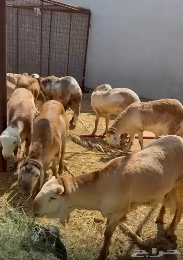 سواك للبيع 2