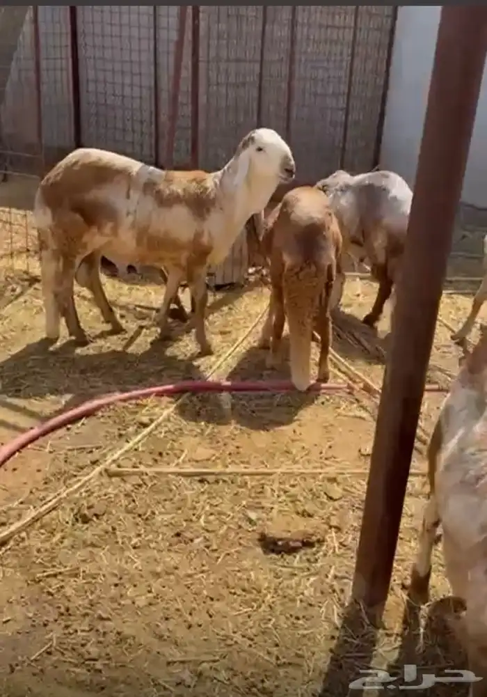 سواك للبيع 0