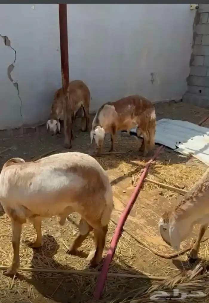 سواك للبيع 1