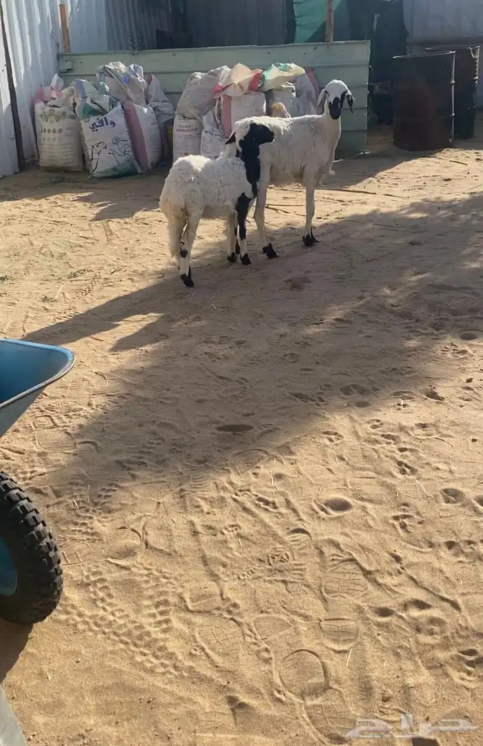 نعجه ثنيه 0