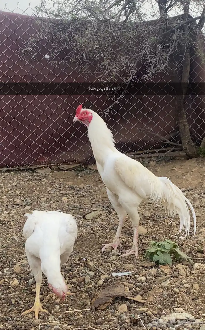 دجاج سندي 3
