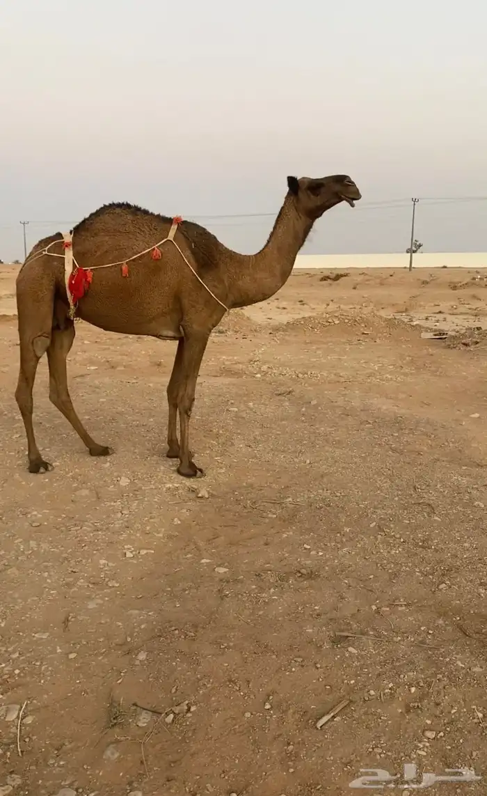 عشرا صفراء ناقه انتاج حدرها قعود 0