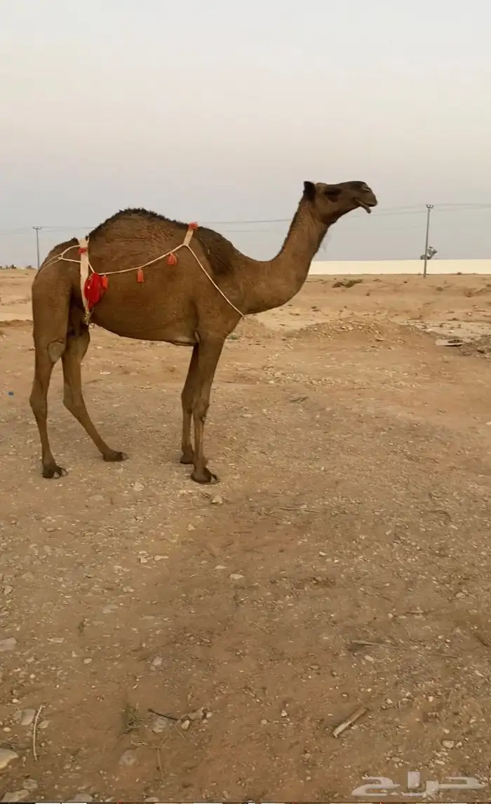 عشرا صفراء ناقه انتاج حدرها قعود 2