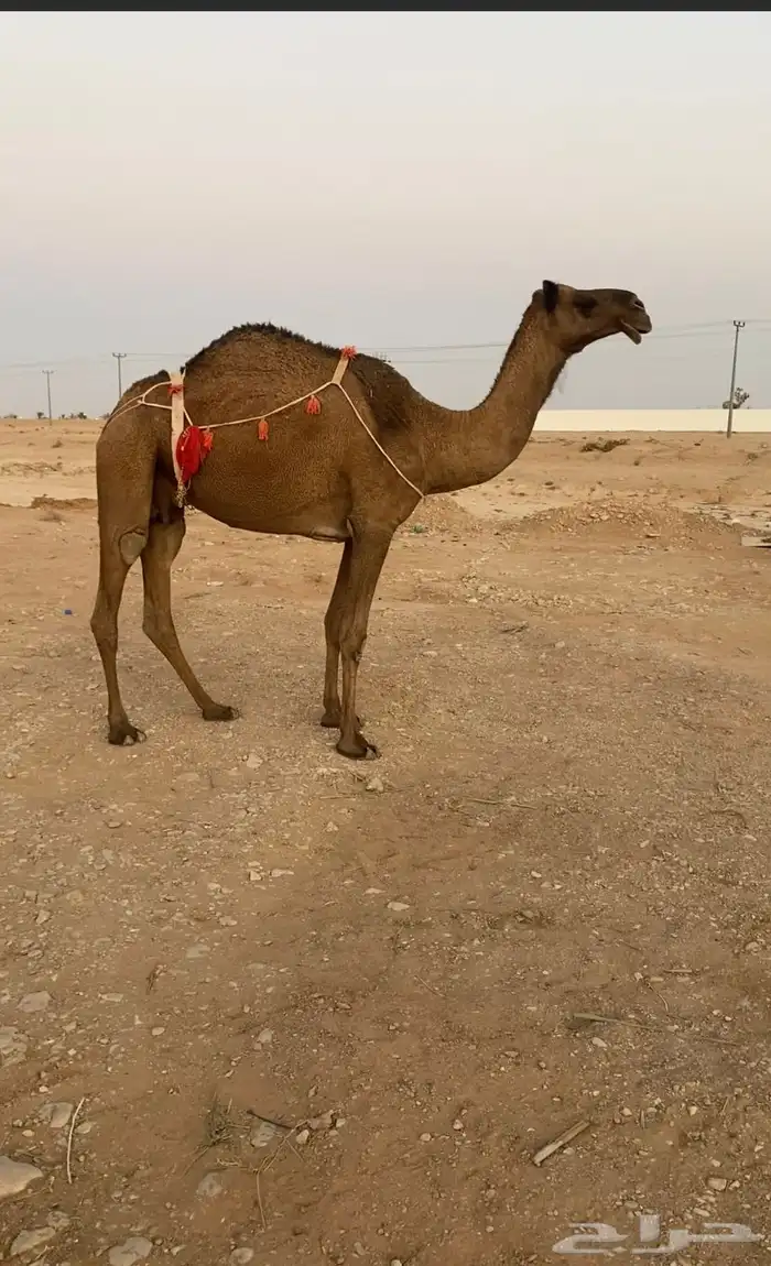 عشرا صفراء ناقه انتاج حدرها قعود 1