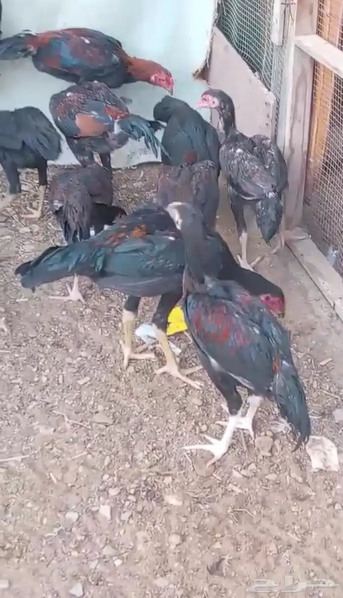 دجاج سندي 0