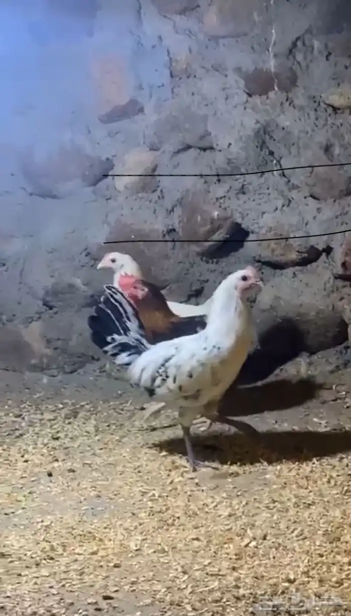 دجاج 0