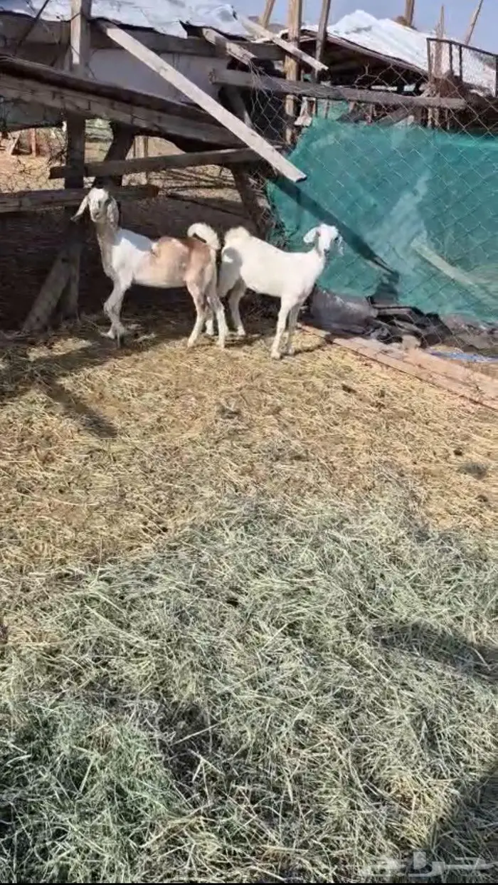 جفار طيبه 2