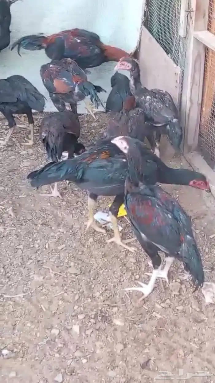 دجاج سندي 1