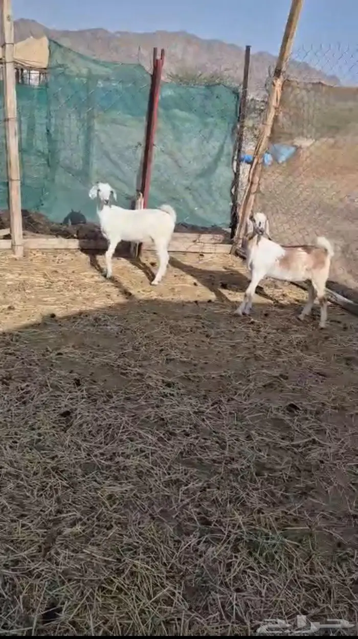 جفار طيبه 0