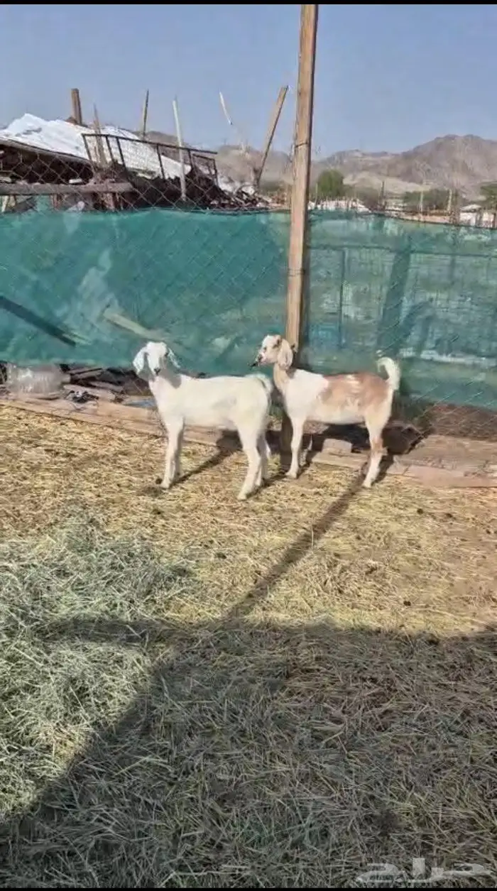 جفار طيبه 1