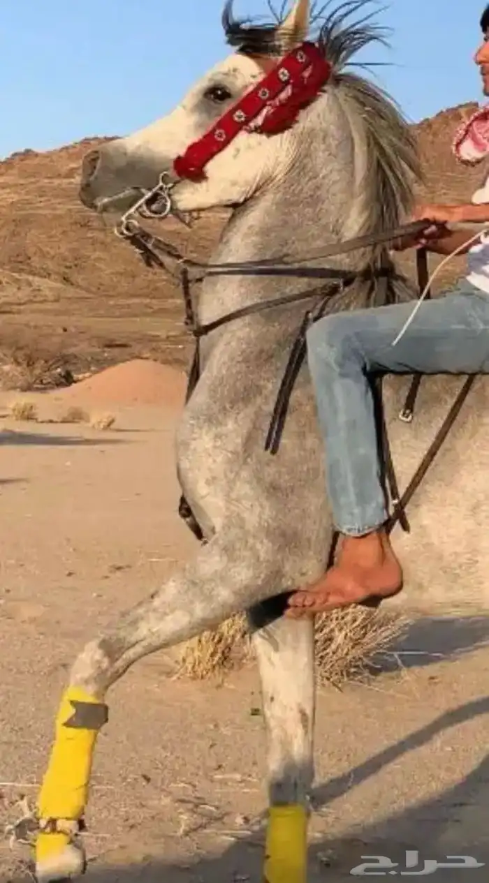 الحصان كفو 0