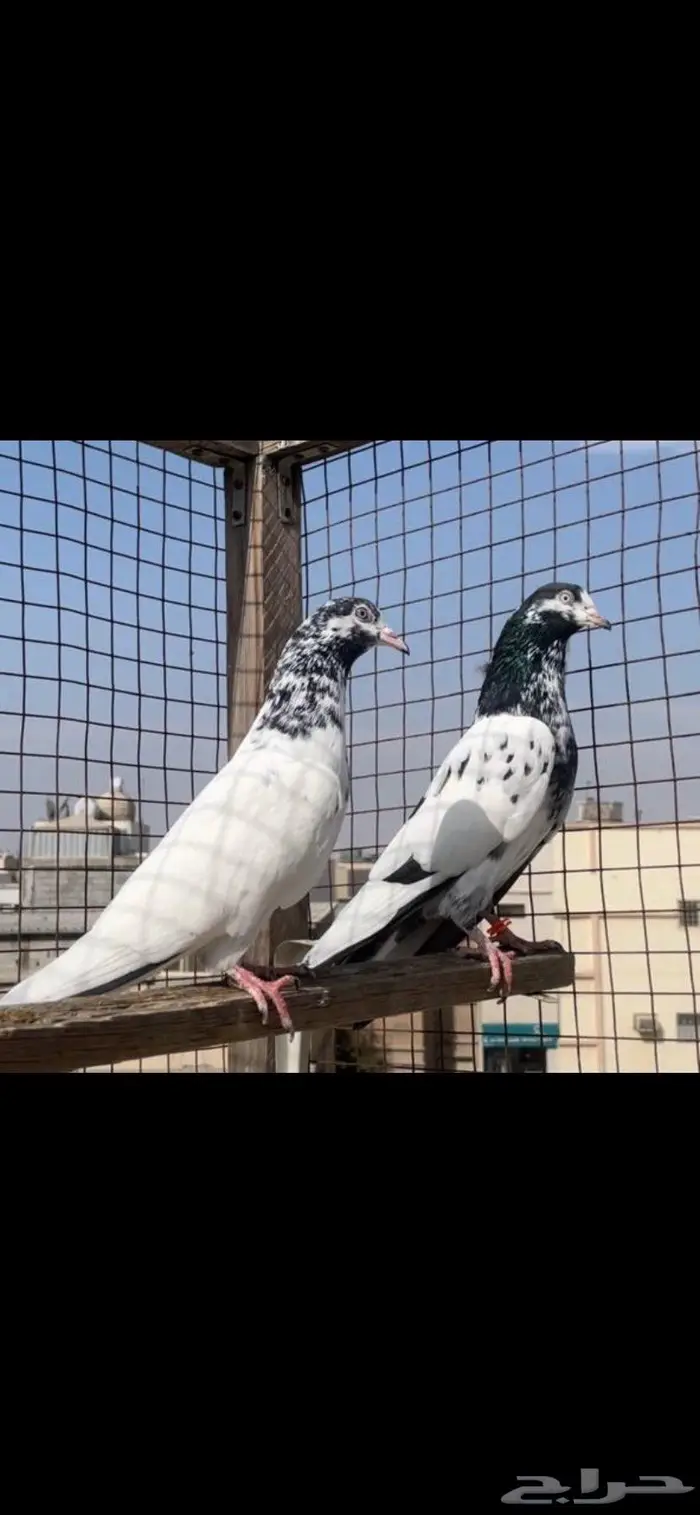 حمام باكستاني تيدي سخي 0