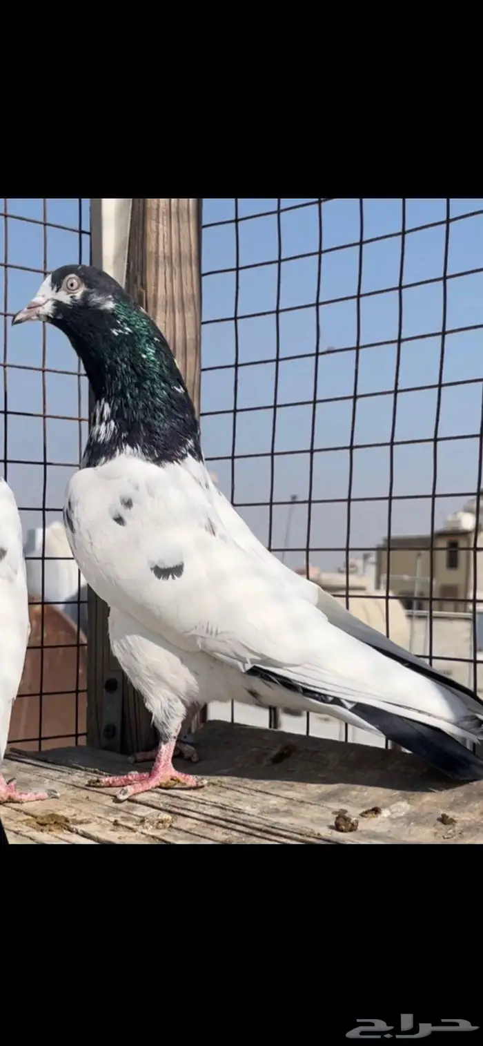 حمام باكستاني تيدي سخي 1