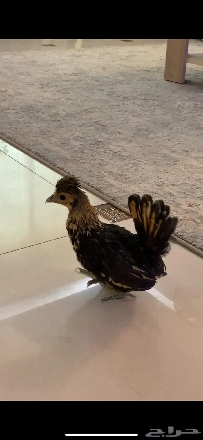 صوص ودجاج حباحب وبراهما 3