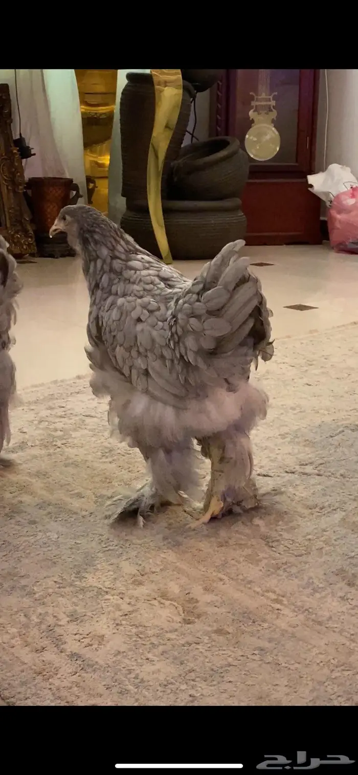 صوص ودجاج حباحب وبراهما 6