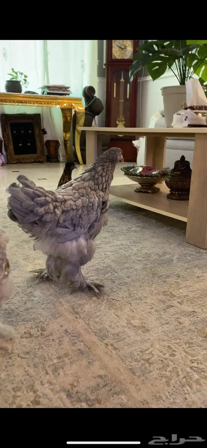 صوص ودجاج حباحب وبراهما 7