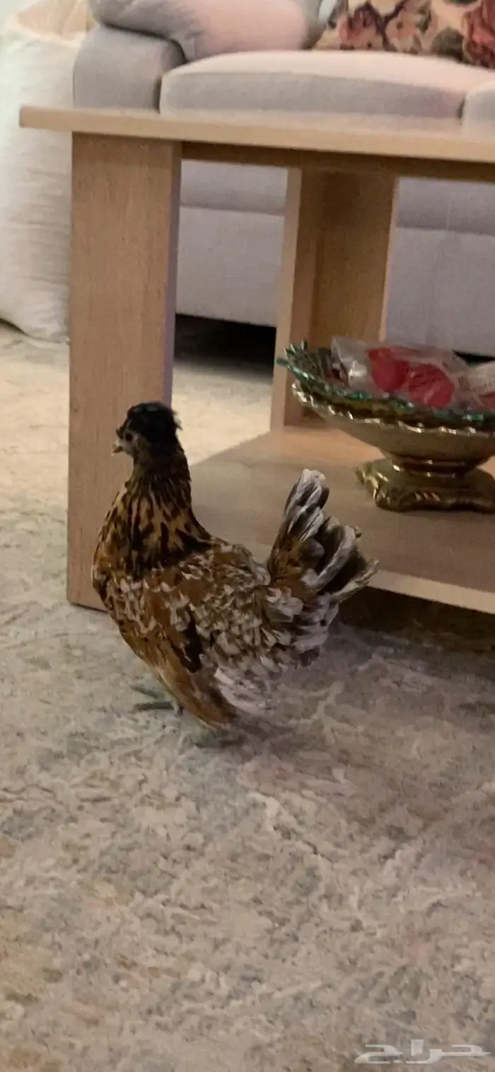 صوص ودجاج حباحب وبراهما 5