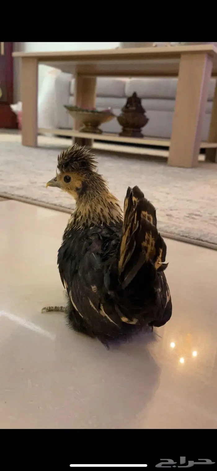 صوص ودجاج حباحب وبراهما 4