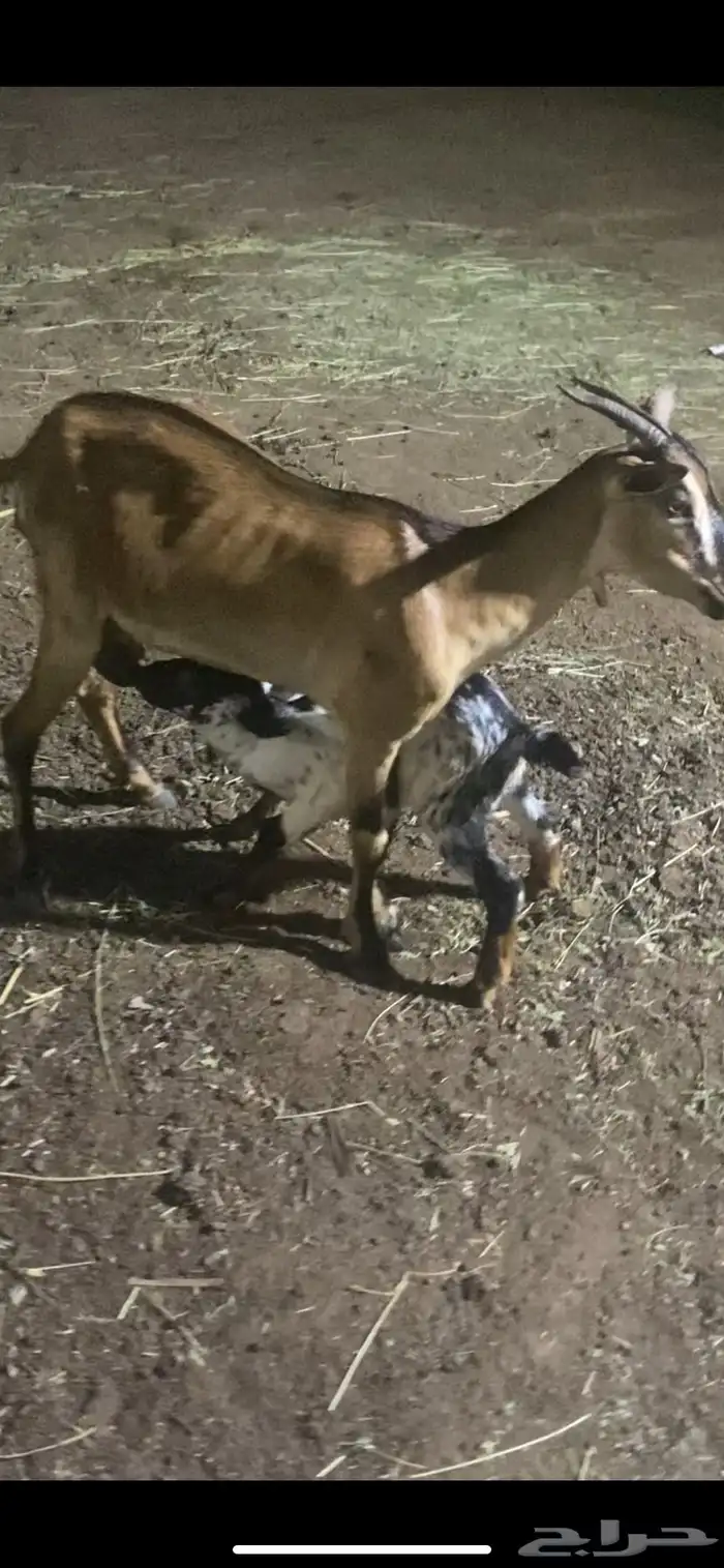 للبيع عنز منتوج 0