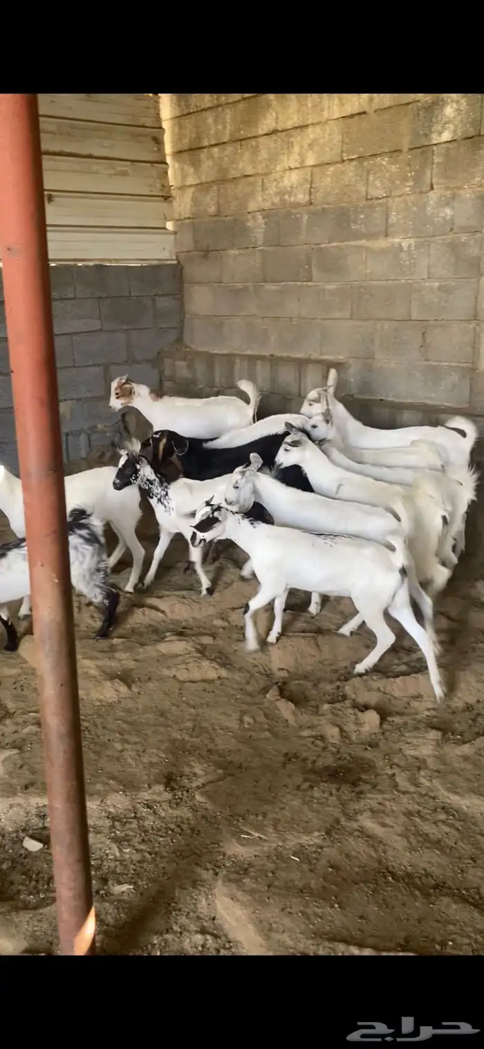 جفار وتيوس طيبه 0