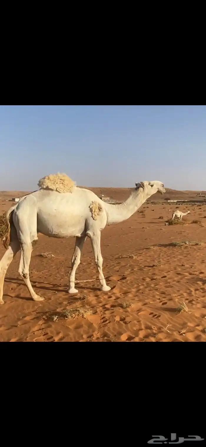 قعود ولد حاكم بن قريع للبيع جذع يثني هداده الشهر هاذا 2
