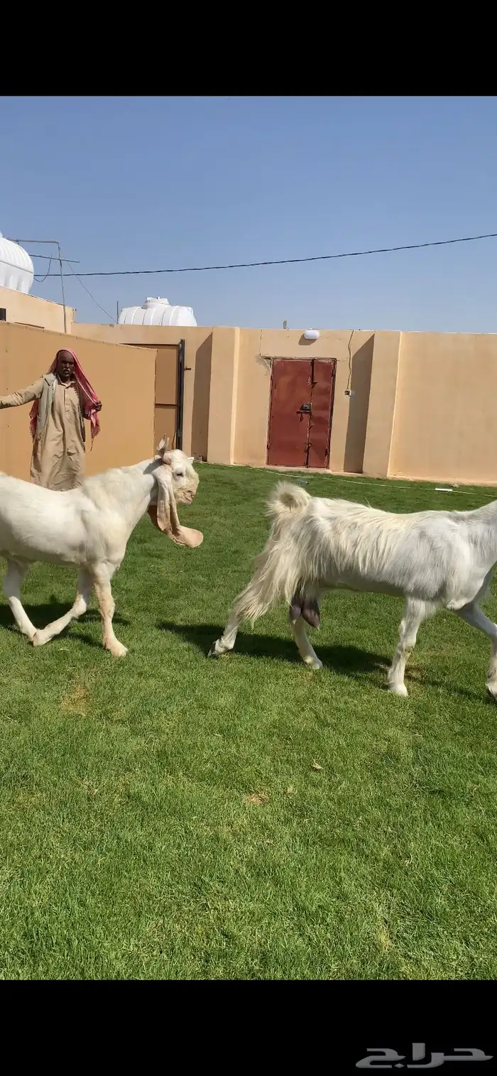 للبيع جفرات شوام دهم ومطورات بيض 7