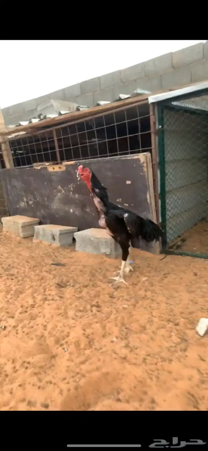 ديك شامو الماني دم هزاز توب 3