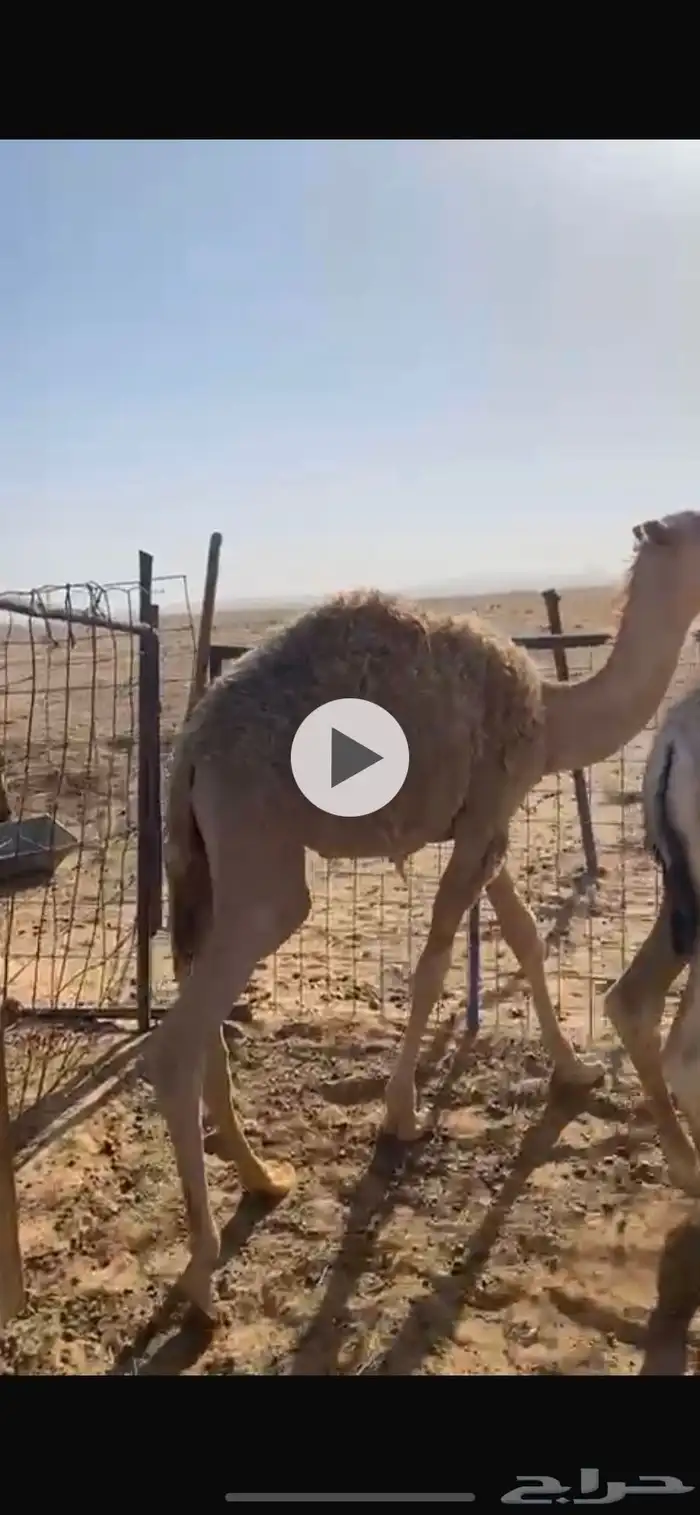 لبيع حشو العدد 2 1
