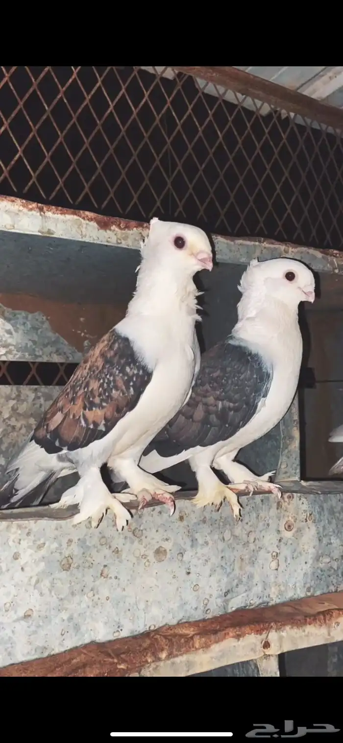 حمام حب الرمان 9